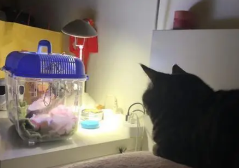 主人带回新宠物，猫咪熬夜盯一晚上，第二天呼呼大睡起不来