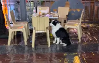 主人醉酒离开了，边牧独自在饭桌旁淋雨等待，看表情感觉心都碎了
