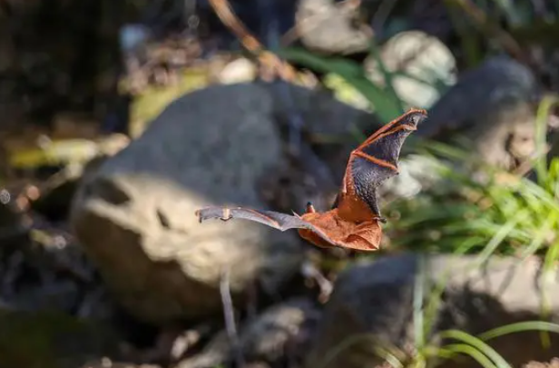 稀罕！武汉首次发现“最美蝙蝠”