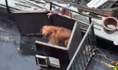 狗窝的屋顶被台风吹走了，它还无奈进去躲雨！