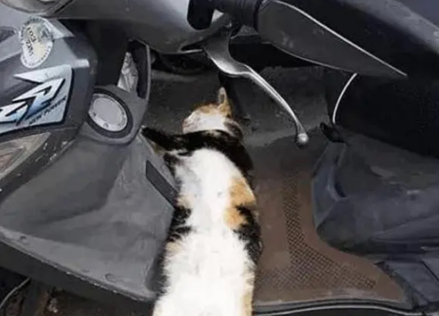 猫咪睡车上不下来，警察叔叔承诺收留后才下车