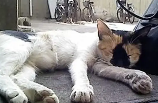 猫咪睡车上不下来，警察叔叔承诺收留后才下车