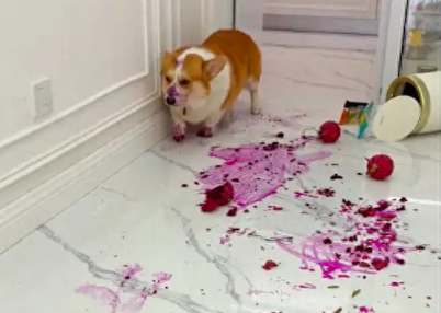 柯基偷吃火龙果，弄得客厅地板它身上都是红色！