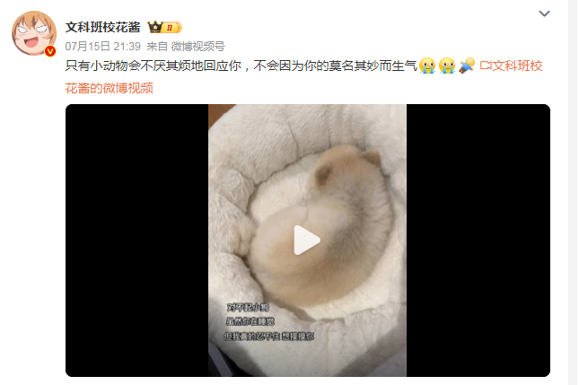 治愈时刻，也许只有小动物会不厌其烦地回应你