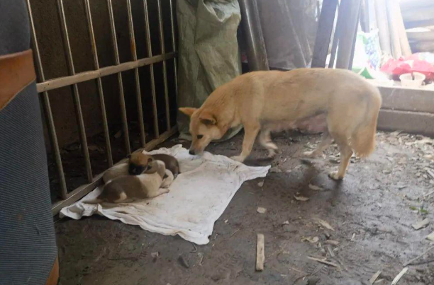 岳阳版忠犬八公！小狗守在大堤上月余