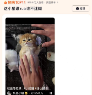 这小猫谁rua谁不迷糊，太可爱了。