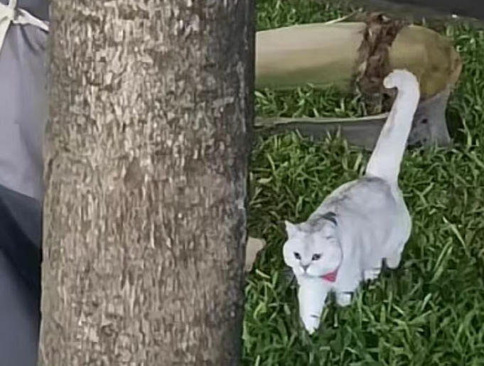小猫闯荡世界失败回放，猫表示被骗了