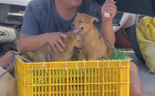 男子路边卖小狗，怕它们热蹲着给它们撑伞遮太阳