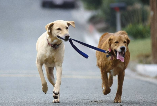 狗没拴绳被撞伤 主人状告涉事车主，宣城法院判了