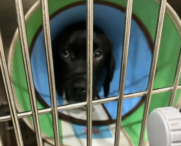 花数千元“低价领养”的宠物 没几天就查出犬瘟