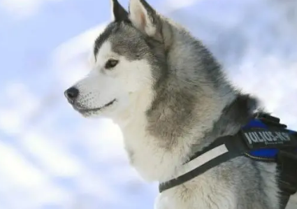 笑出腹肌！那些年被开除的服务犬们