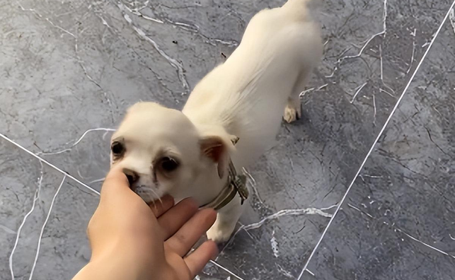 店里来了一只流浪狗，怎么驱赶都不走，最后做法感人