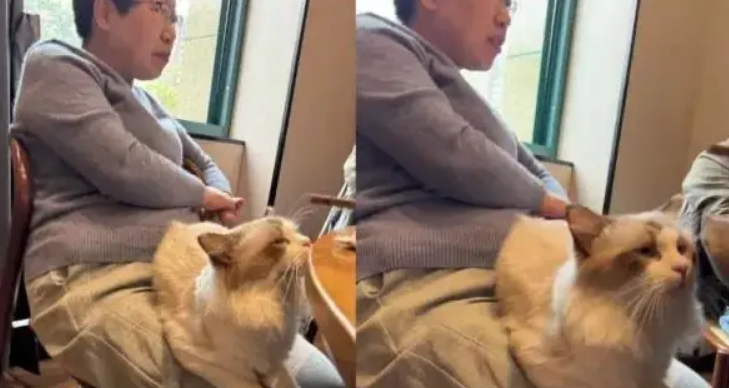 男友家不能养猫，结果女友的猫却能在妈妈腿上舒服地窝着！