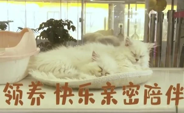 “女子领养猫咪陷入猫贷陷阱：免费猫咪背后的捆绑销售真相”