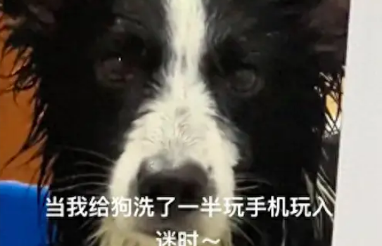 主人给边牧洗澡到一半，出去玩手机忘记它了！