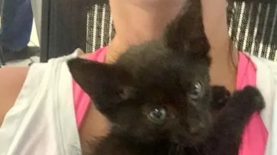 热心肠的小流浪猫，主动上门求收养，成功后还让主人救同伴 