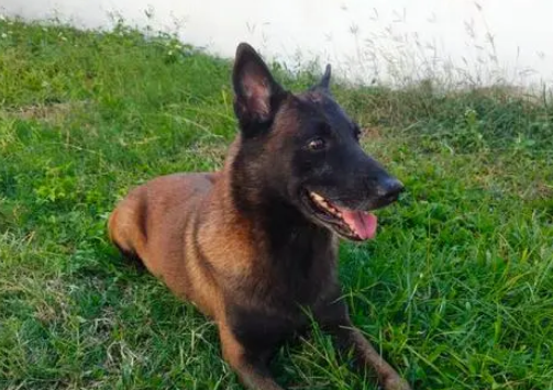 广州7条退役军犬可免费领养，申请者需符合这些条件