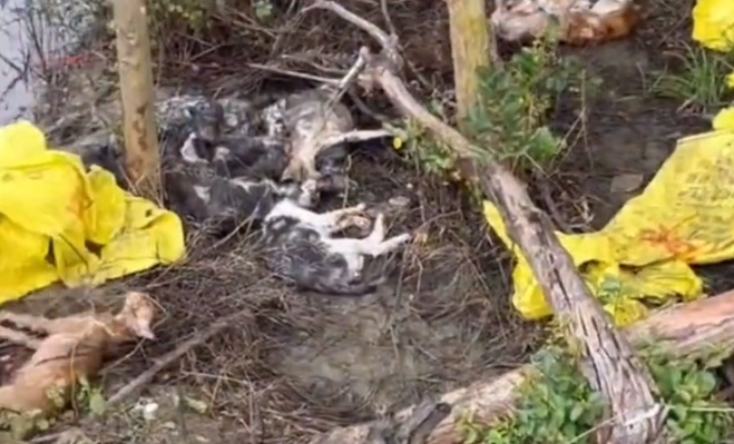猫贩子运猫被热心人拦阻，为毁灭证据将猫，扔水沟淹死