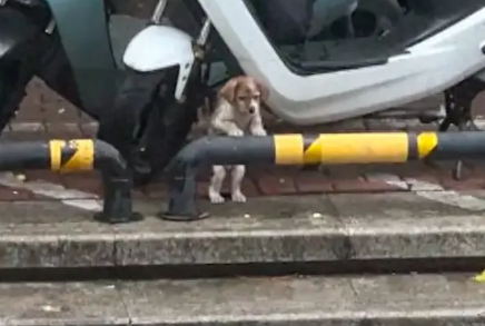 一只小流浪狗趴在栏杆上，可怜兮兮的埋着头好像在哭