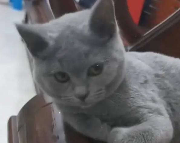 路遇一只毛发打结的猫，捡回去发现是蓝猫