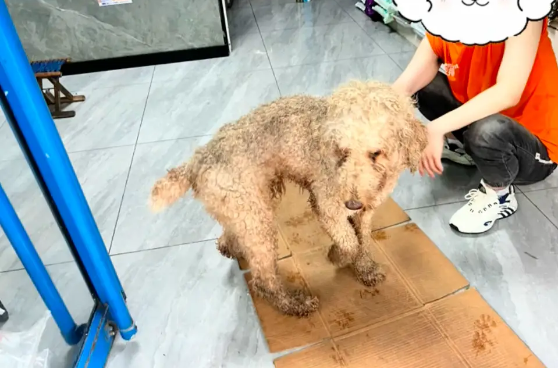 捡蘑菇路上却捡到只巨贵犬，主动跳上车赖上女生，怎么赶都不下去