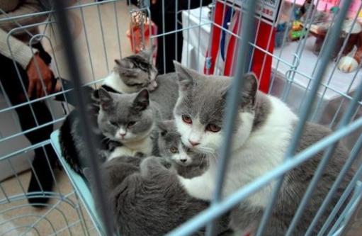 买到“星期猫”？消费者可要求店家赔偿损失