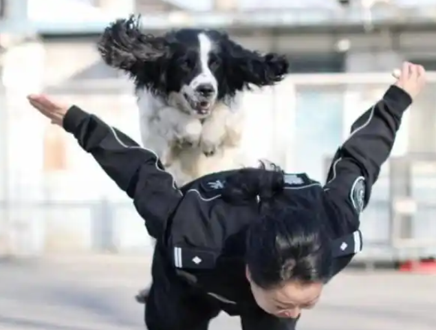 “恶狗伤人”真那么难管吗？