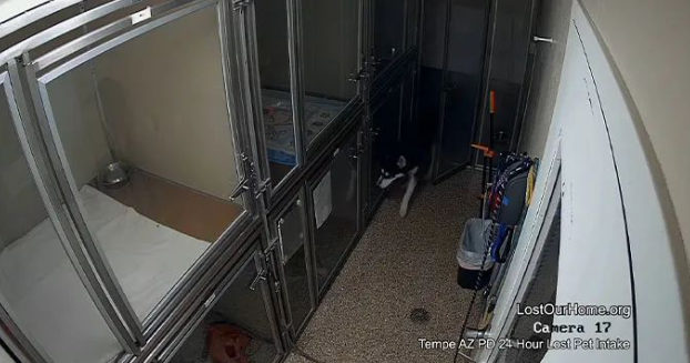 哈士奇在收容所越狱惊动警方，这大概是最可爱的“逮捕”画面了！