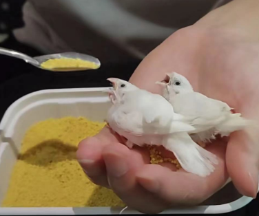 原来能让珍珠鸟闭嘴的只有炫饭