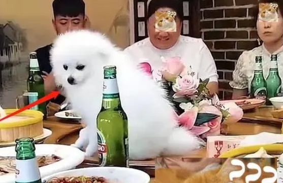 朋友聚会，博美犬上桌吃菜，一桌人干瞪眼