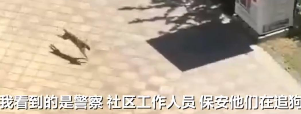长沙咬伤多人的流浪狗被抓获，社区发通知提醒居民安心出行
