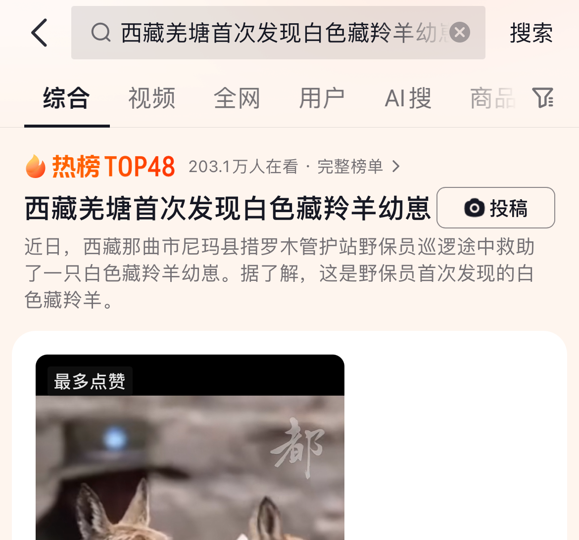 西藏羌塘首次发现白色藏羚羊幼崽