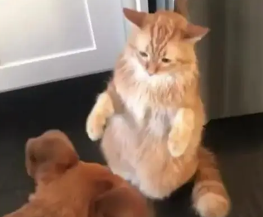 橘猫欺负小狗狗，殊不知狗子有后台，网友看后笑喷了