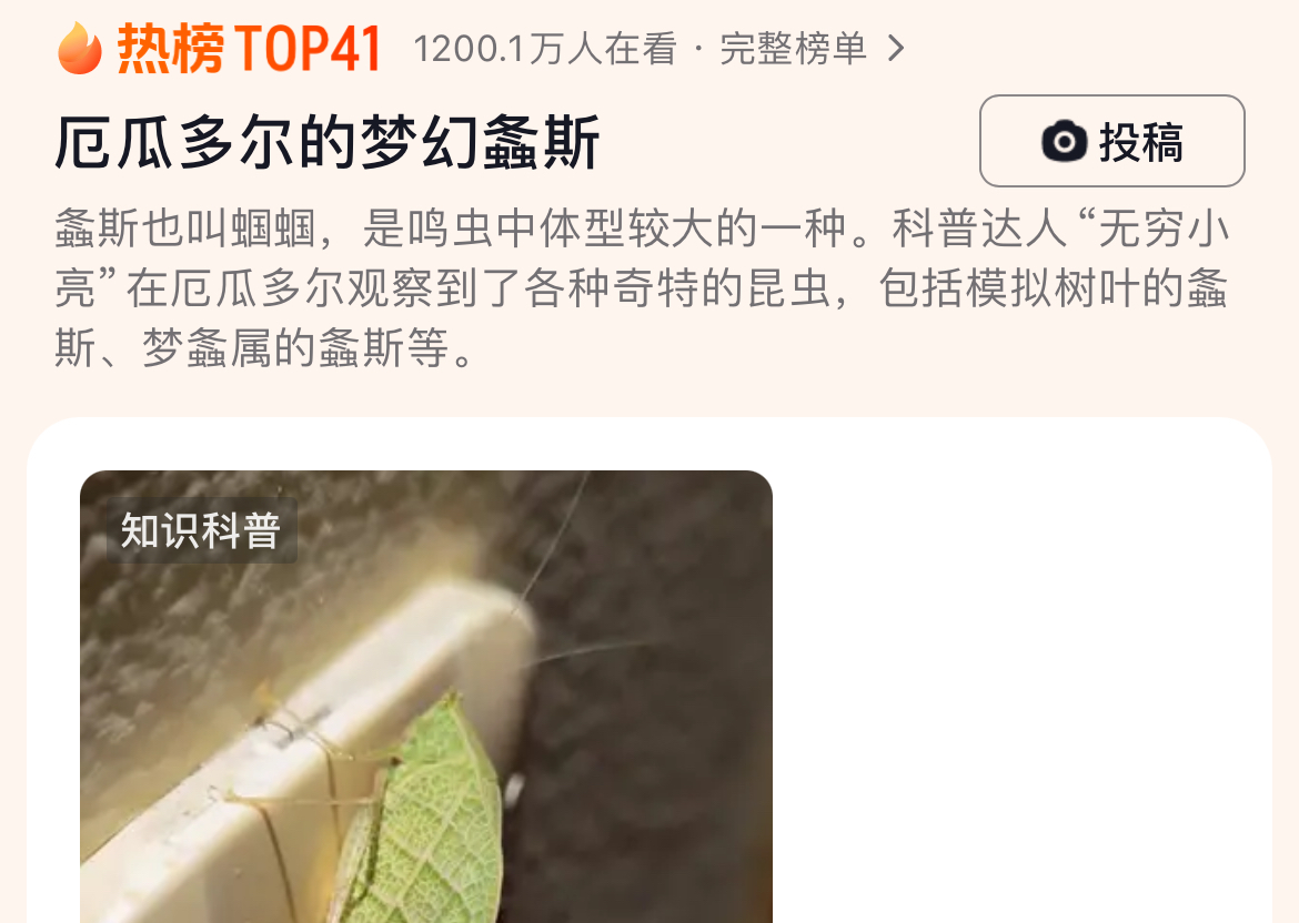 厄瓜多尔的梦幻螽斯，竟能整出无数种花活