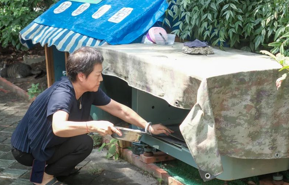 上海徐汇的流浪猫迎来幸福逆袭