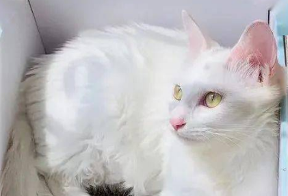 捡了一只蓬头垢面的猫，越长越霸气