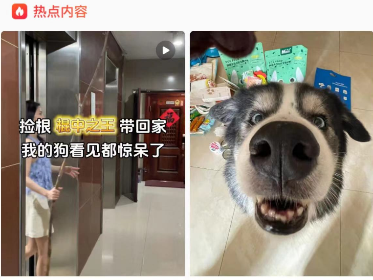 一根棍子让小狗对我产生原始崇拜