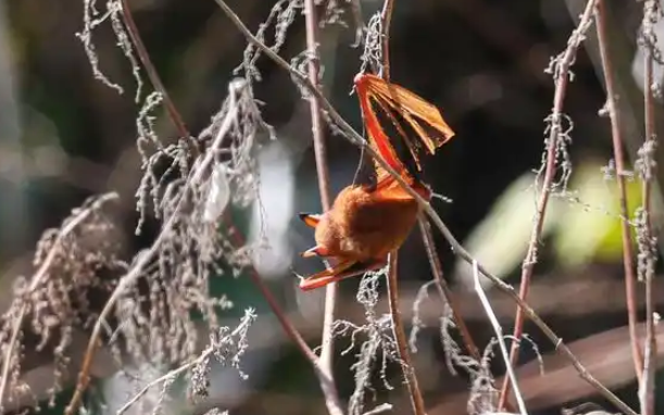 稀罕！武汉首次发现“最美蝙蝠”