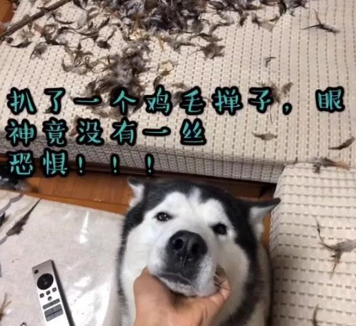 给二哈剃了毛它就绝望了：跳楼，拆家，主人打骂它也无动于衷了 