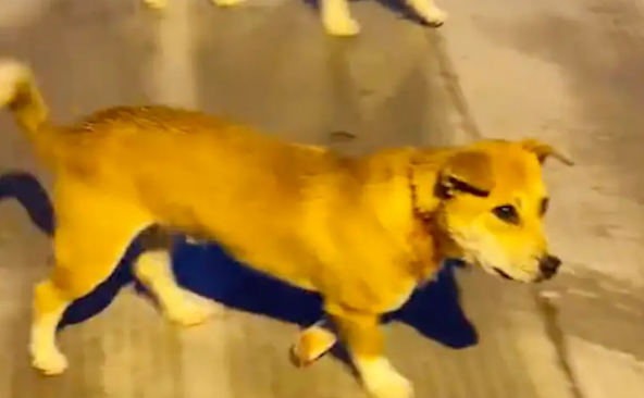 流浪狗脖上还拴着绳套，脖子一圈被勒得血肉模糊！