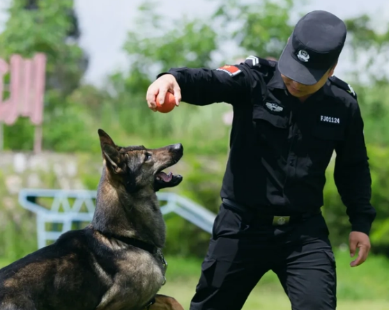使命必达！探访警犬大队感受“奇兵”风采