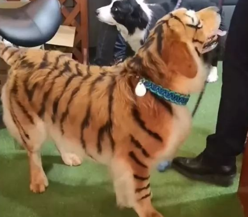 染发小哥要800我还觉得亏，边牧的反应让我觉得值了：看都不敢看