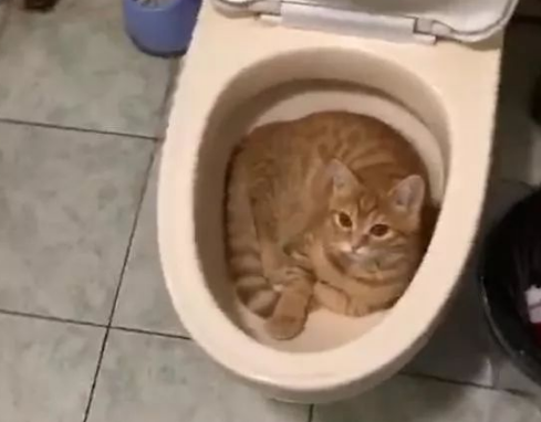 朋友家玩想上厕所开门呆了：叫你及时洗厕所吧，你看这都长猫了