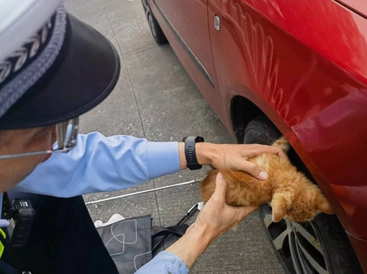 一只小猫突然钻入车底被困，随后发生了这件事……