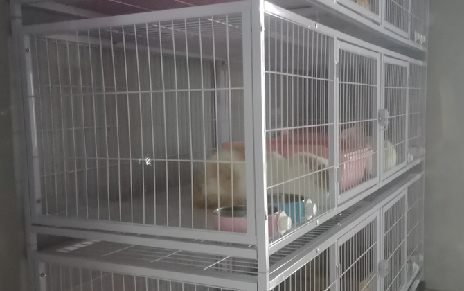 租户百平米房屋繁育数十只猫