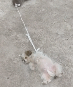 小狗耍赖被鼠拉走，趴地的狗狗：谁还不是个小宝宝 