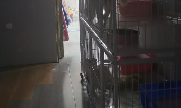 租户百平米房屋繁育数十只猫