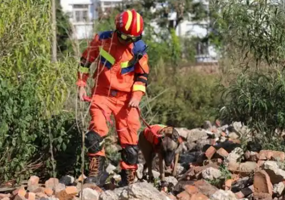 “考编”失败云南39头“准搜救犬”求领养 已八百多人报名