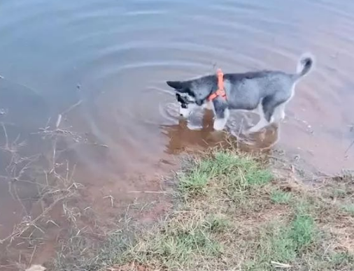 大狗治水，为了治水也是孜孜不倦，最后那个治粪坑的就有点看不懂