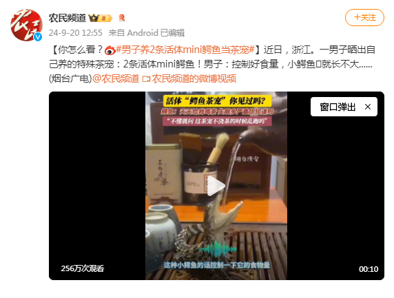 男子养2条活体mini鳄鱼当茶宠，引发网友热议